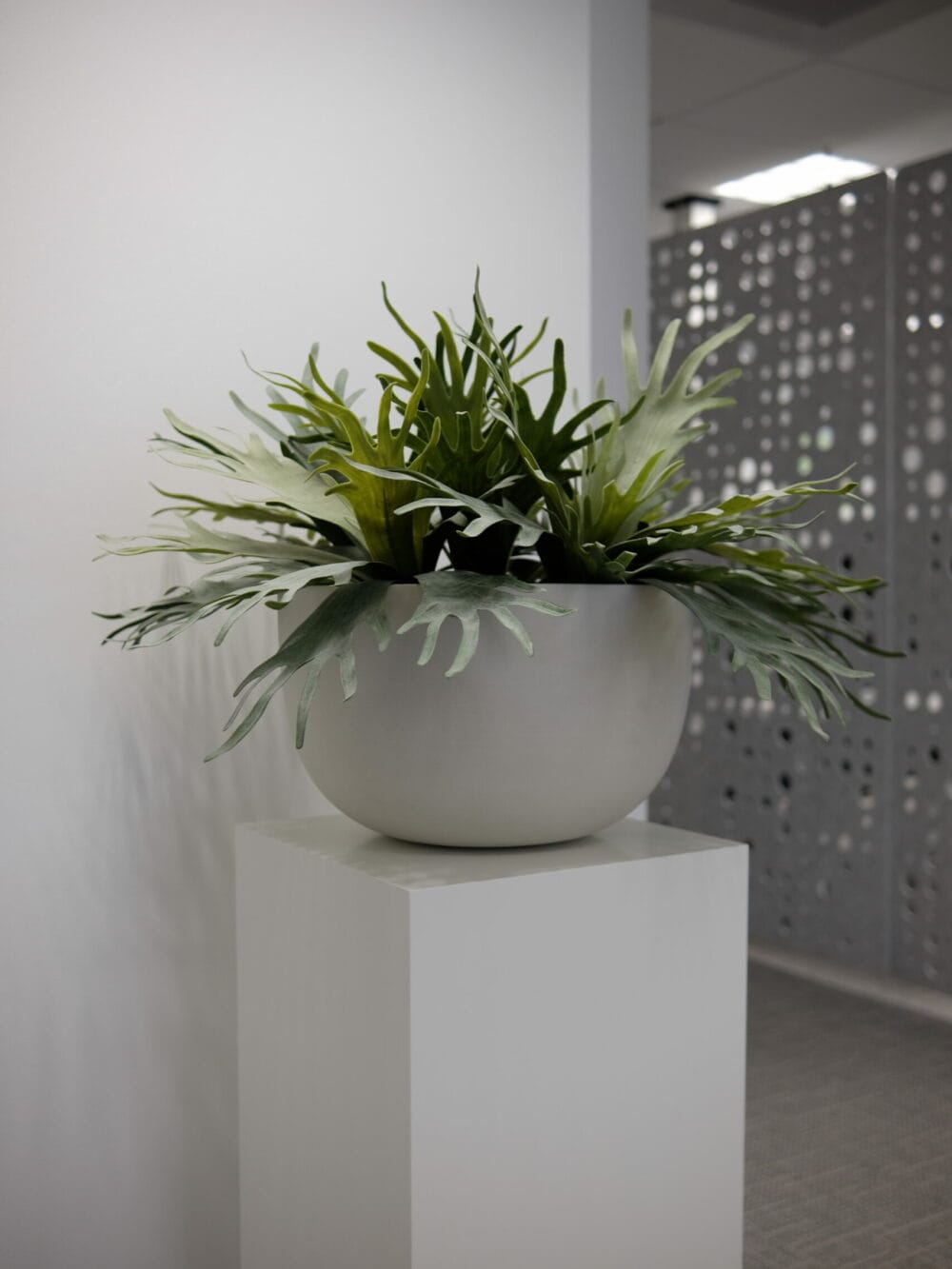 Kunstplant Staghorn