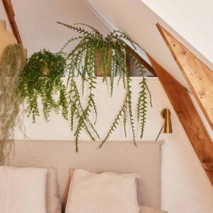Hangplanten