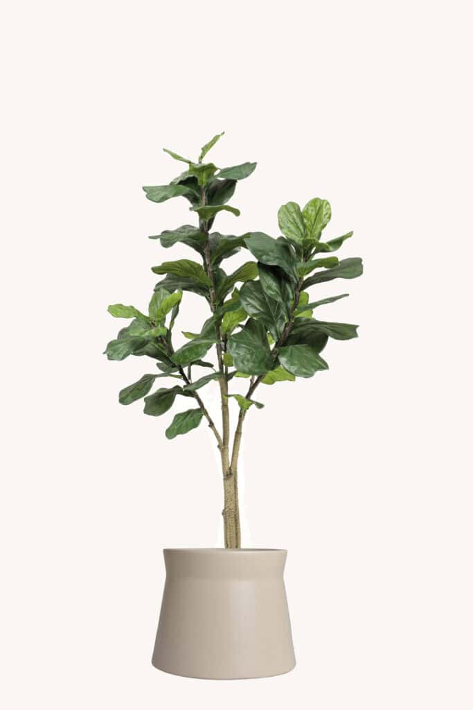 kunstplant ficus lyrata 180