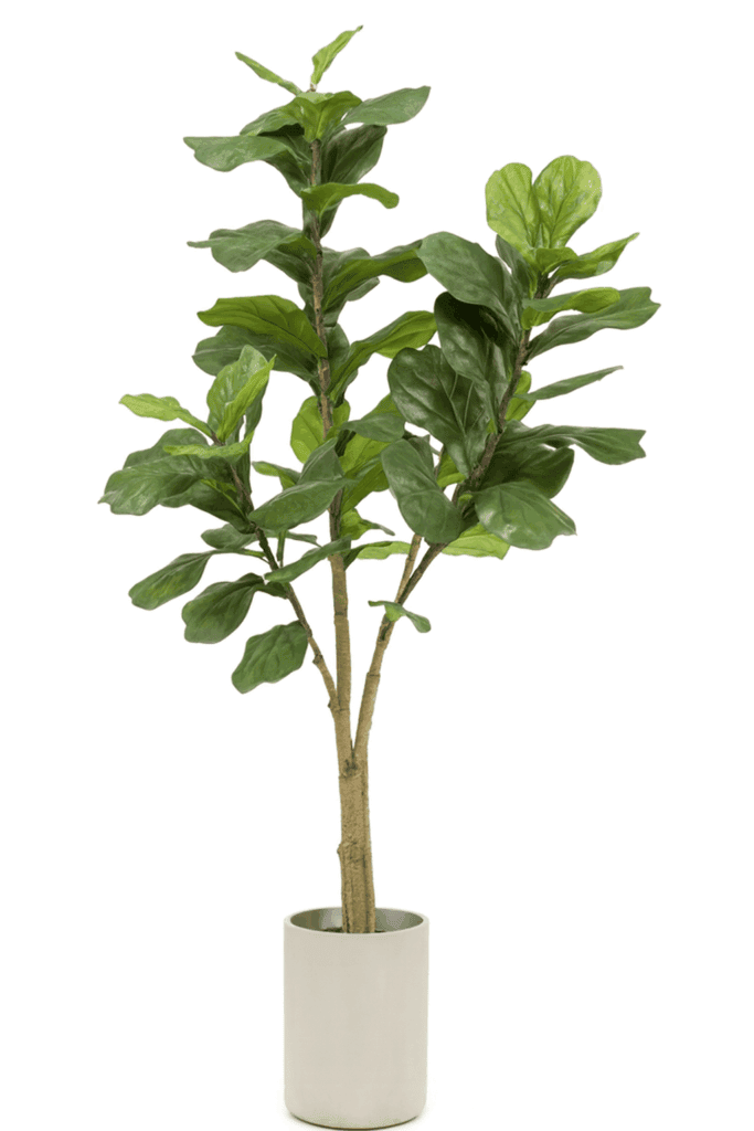 Ficus Lyrata 180cm