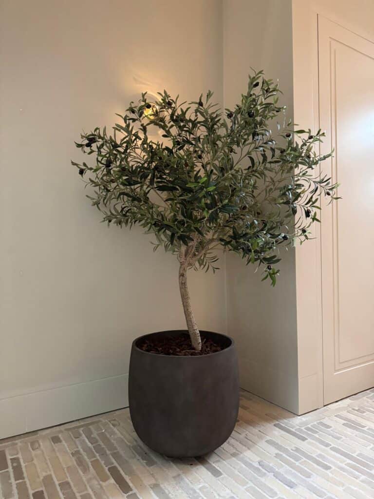 Kunst olijfboom met olijf