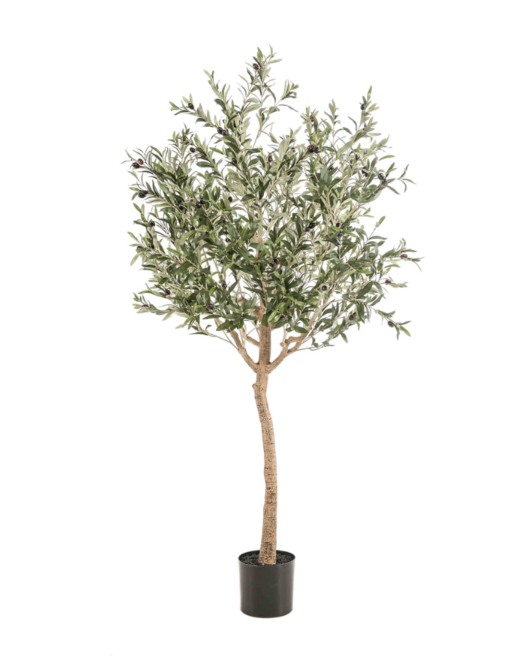 Olijfboom 180 cm