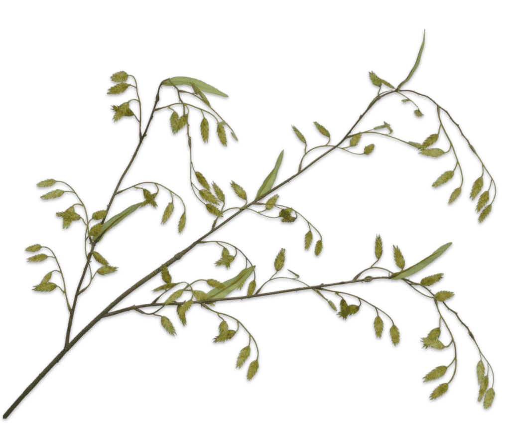 Gras tak groen Silk-ka