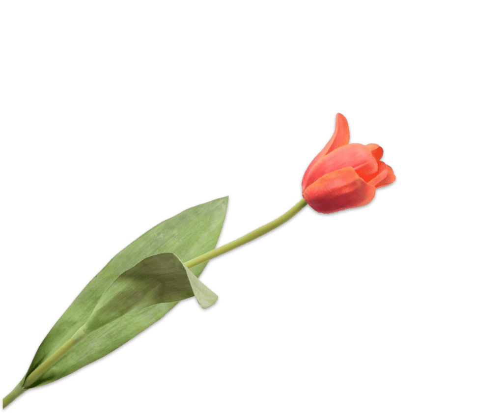 Tulp Silk-ka rood / oranje / geel