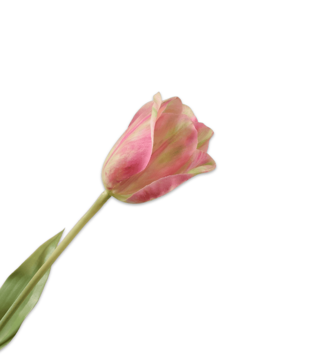 Tulp Silk-ka roze groen