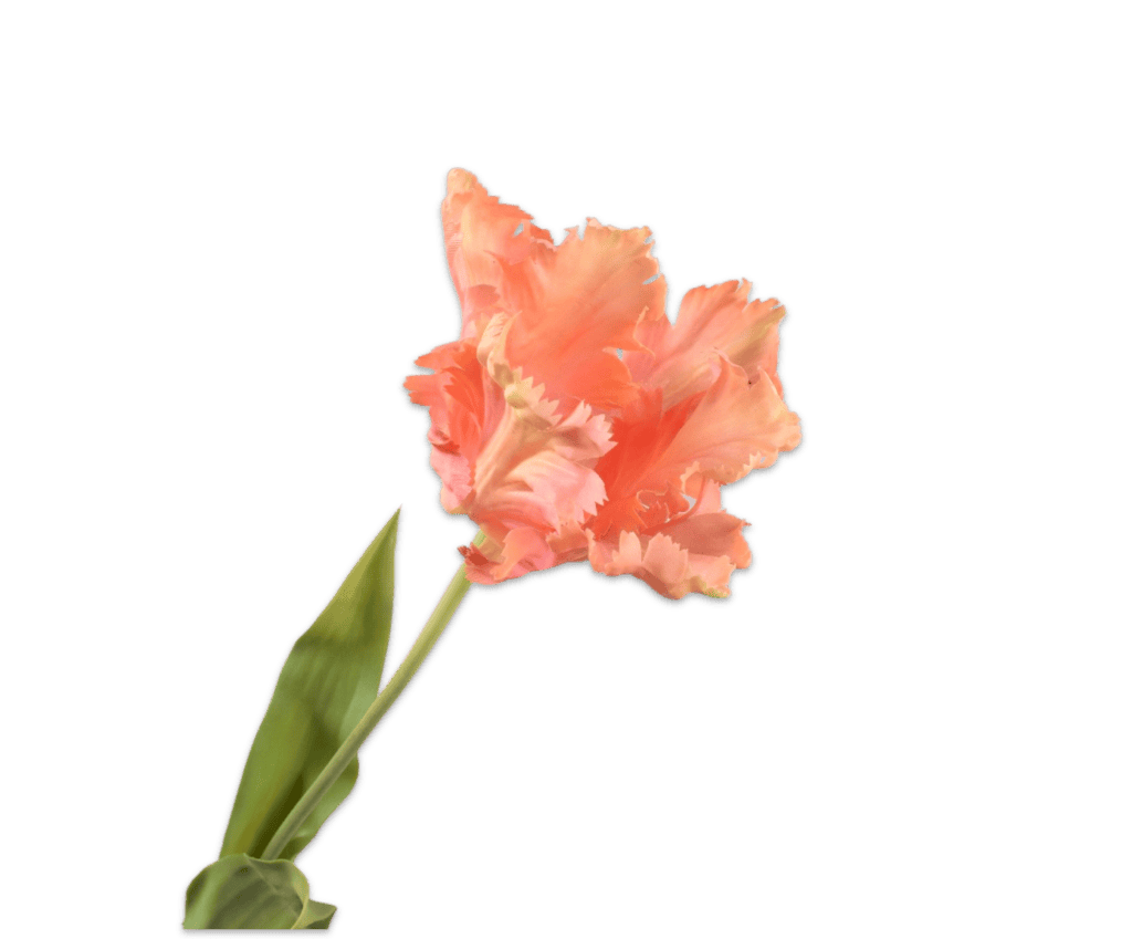 Tulp Silk-ka peach