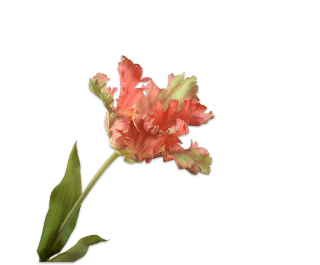 Tulp Silk-ka mauve