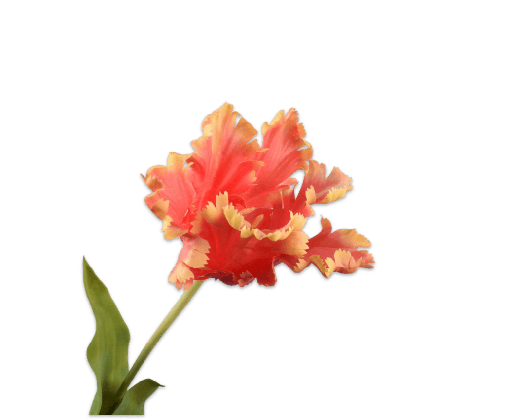 Tulp Silk-ka roze / geel