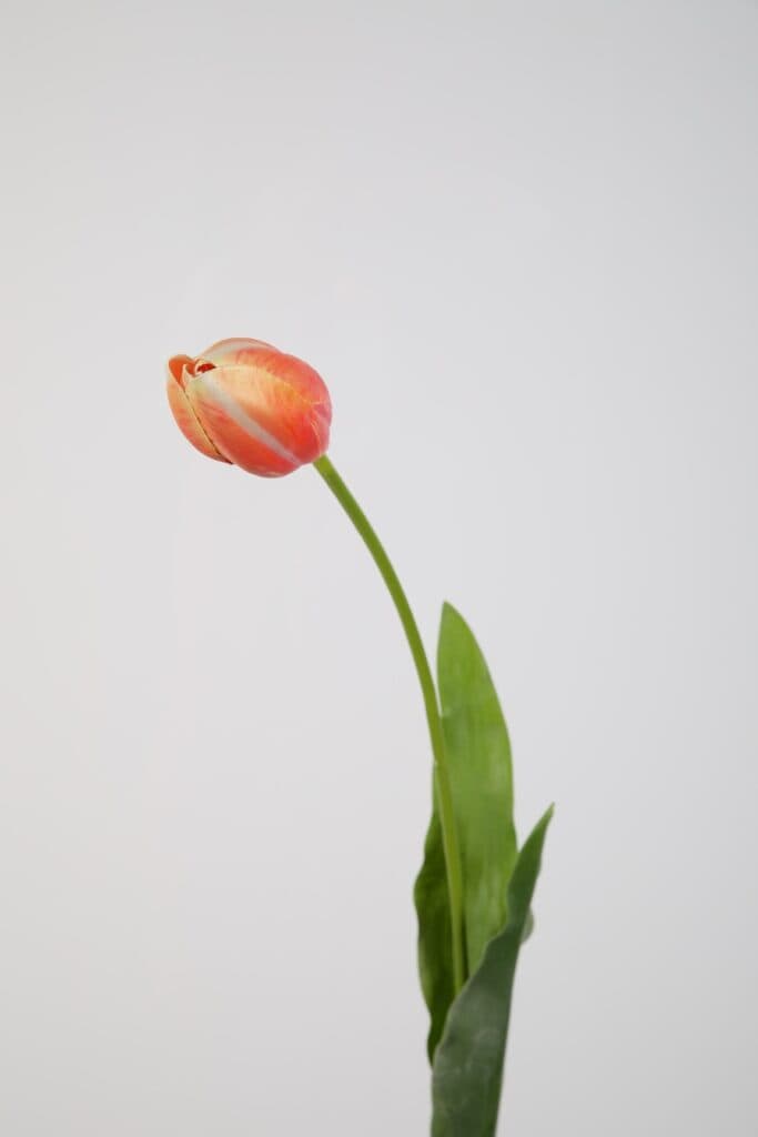 Franse tulp oranje