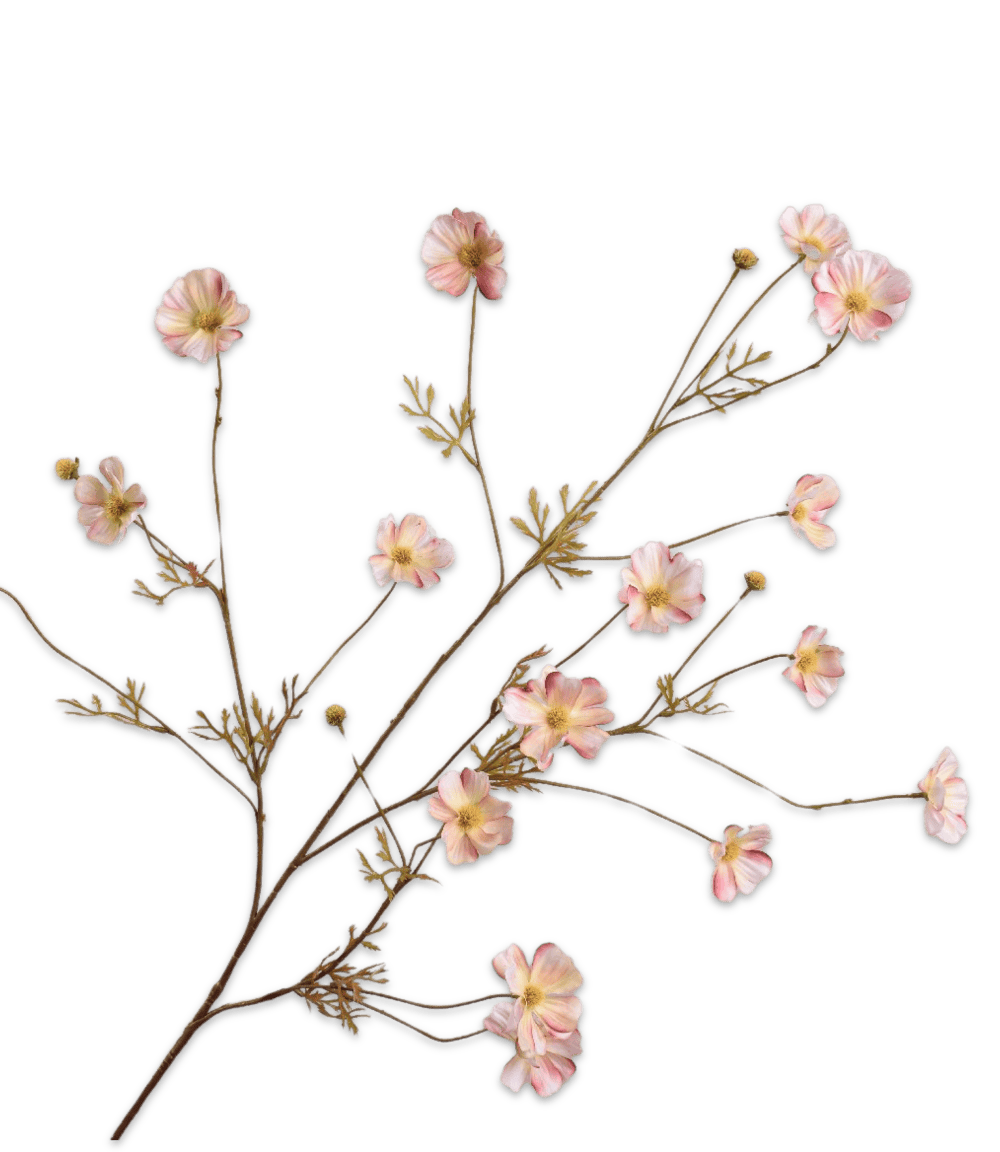 Cosmos tak roze 105cm