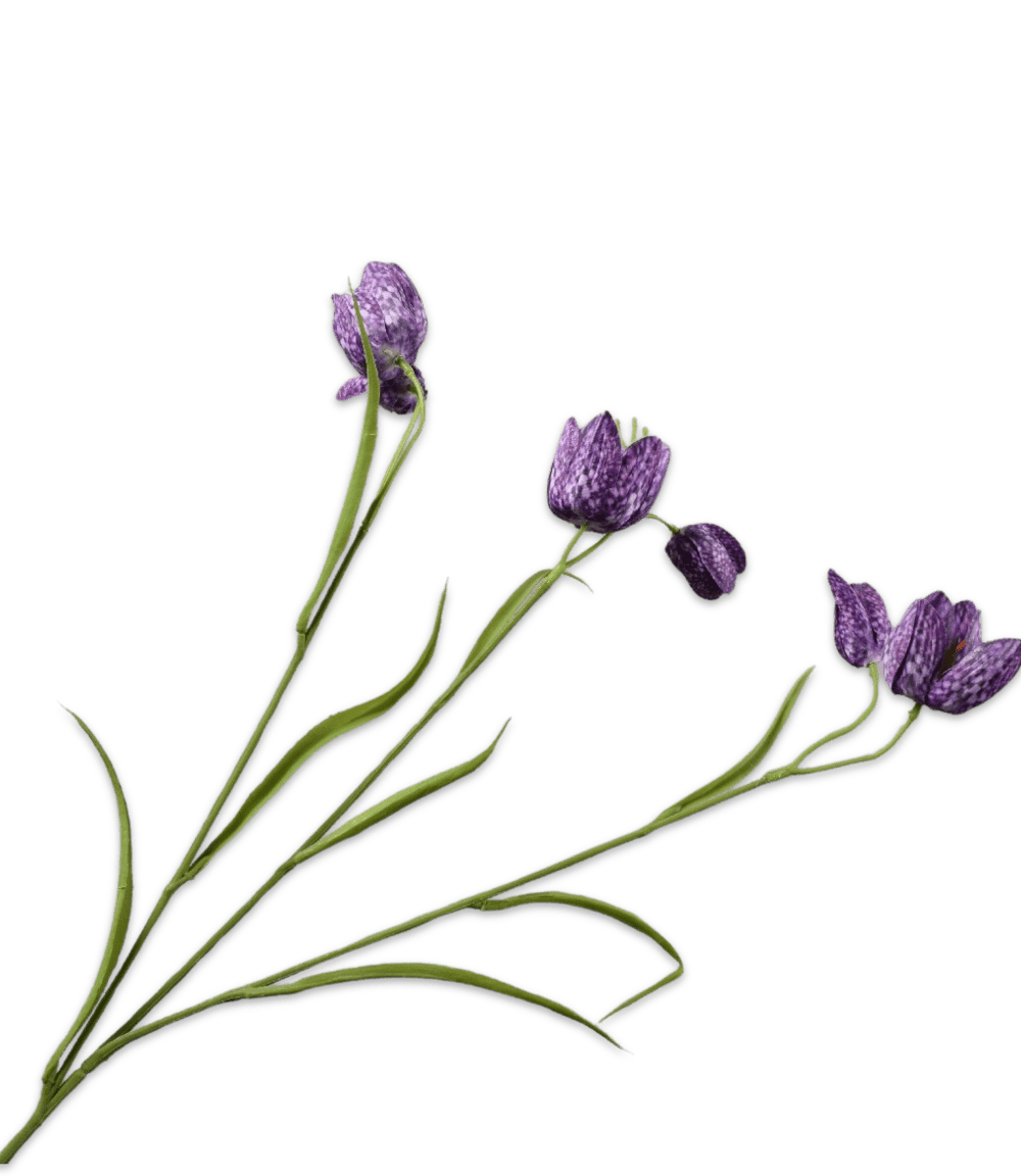 Fritillaria tak paars