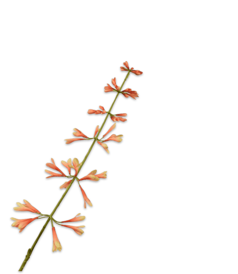 Kunstbloem Salvia salie peach Silk-ka