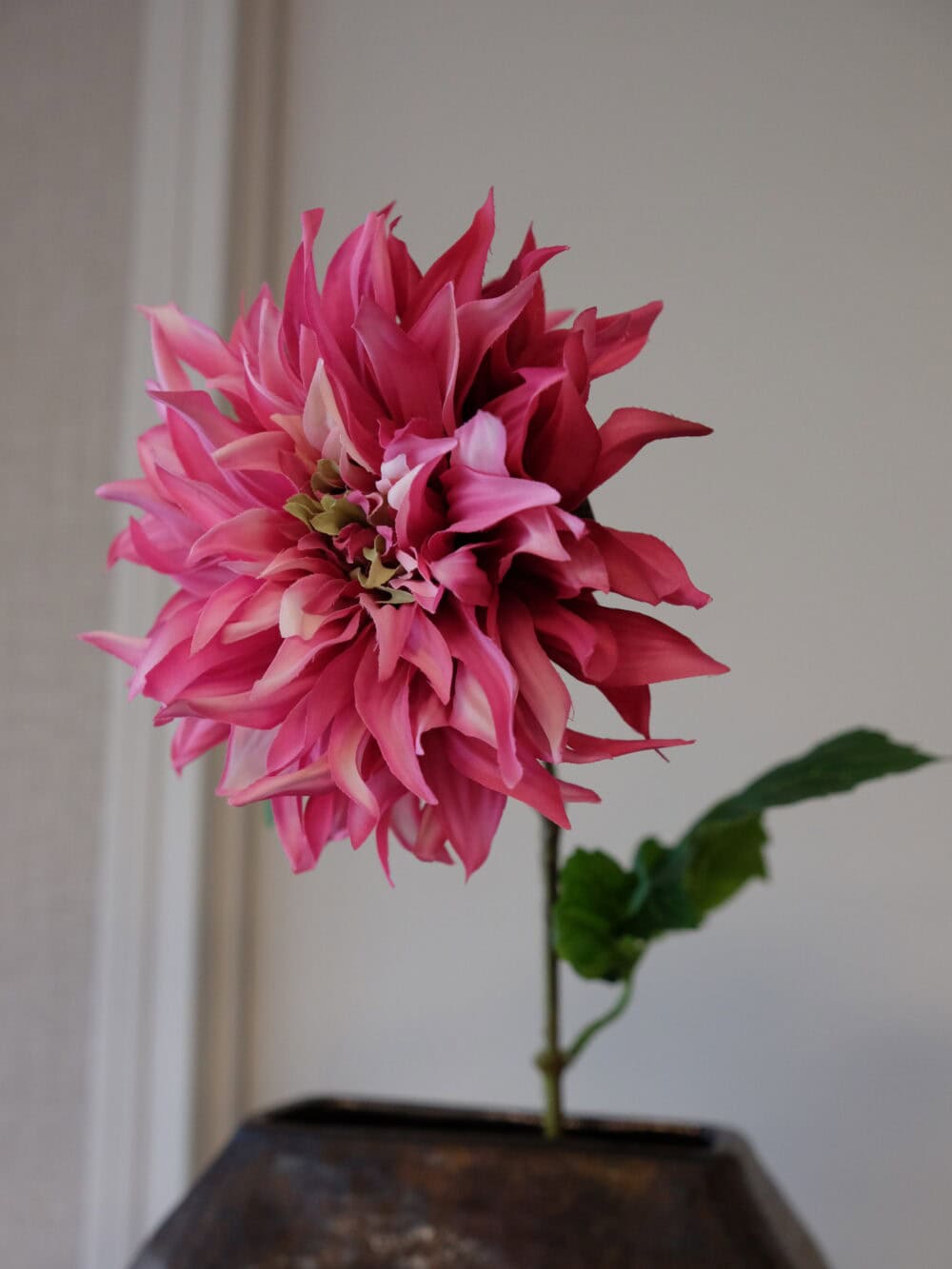Dahlia Fuchsia