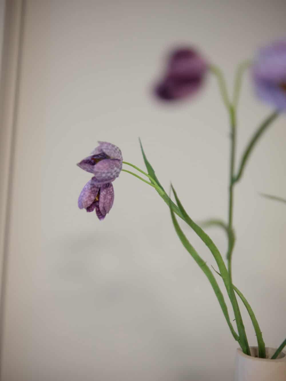 Fritillaria tak paars Silk-ka