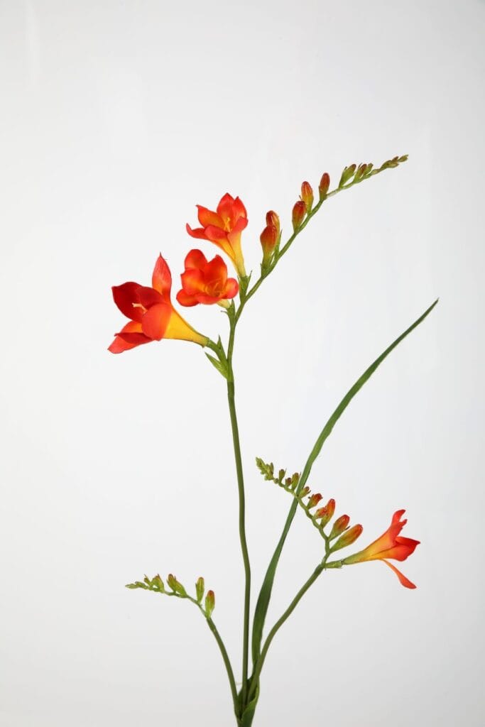 Freesia oranje 80 cm