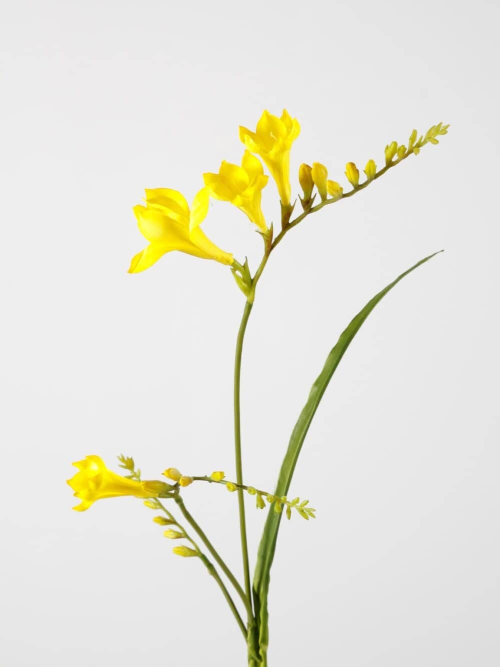 Freesia geel 80 cm