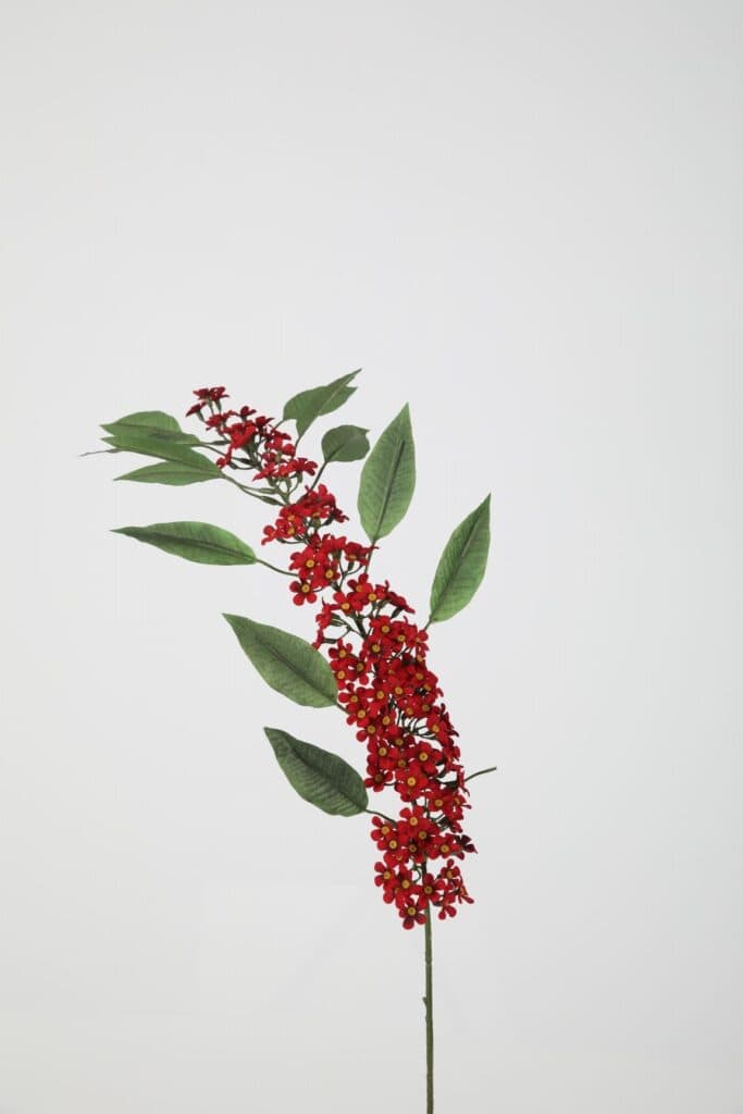 Euphorbia bordeaux 88 cm