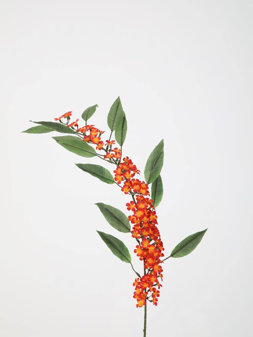 Euphorbia oranje 88 cm