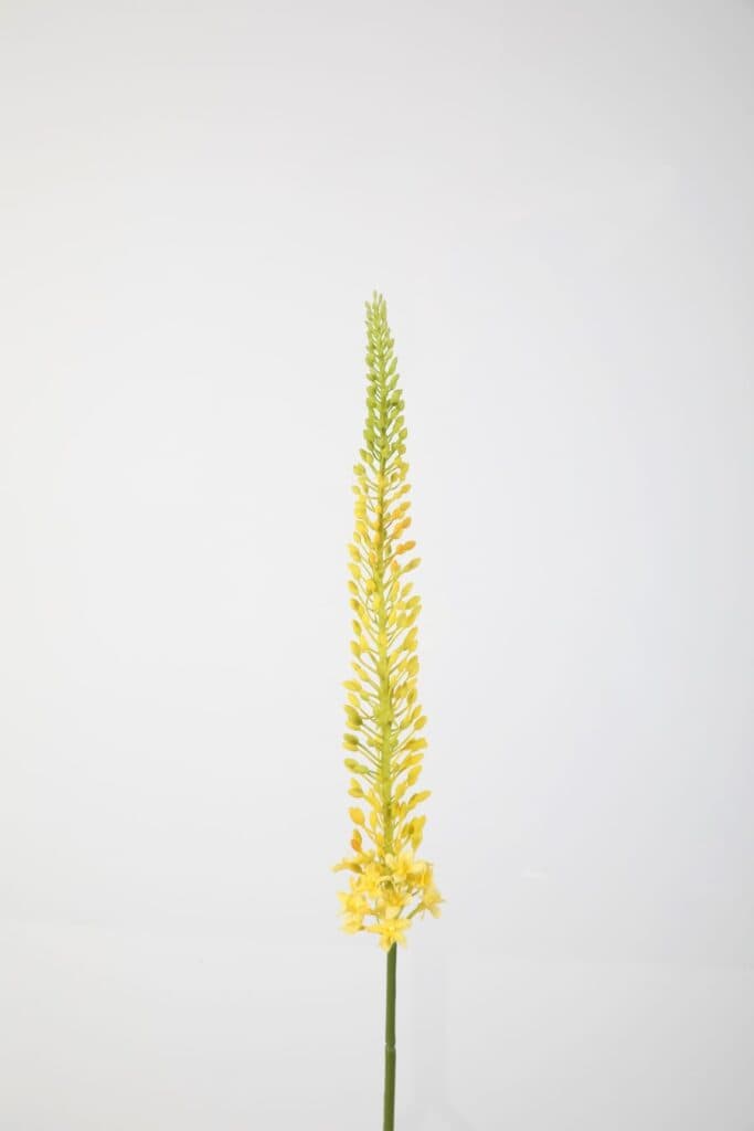 Naald van cleopatra 112 cm geel