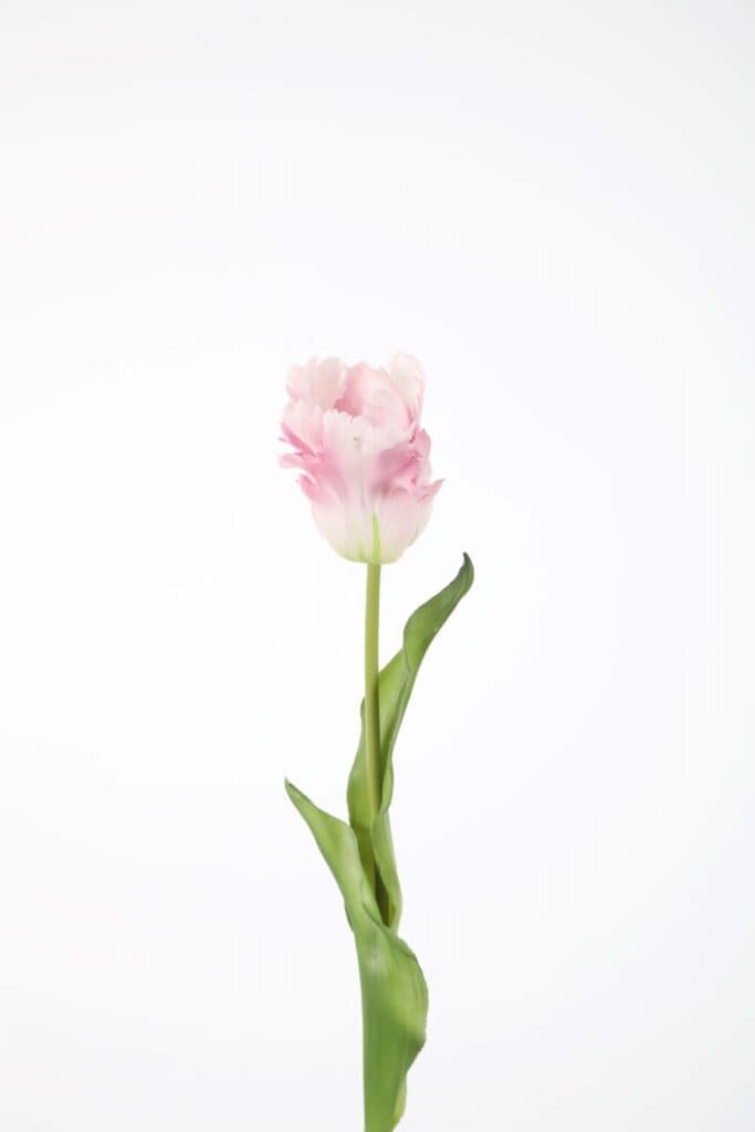 Tulp steel wit/roze 52 cm