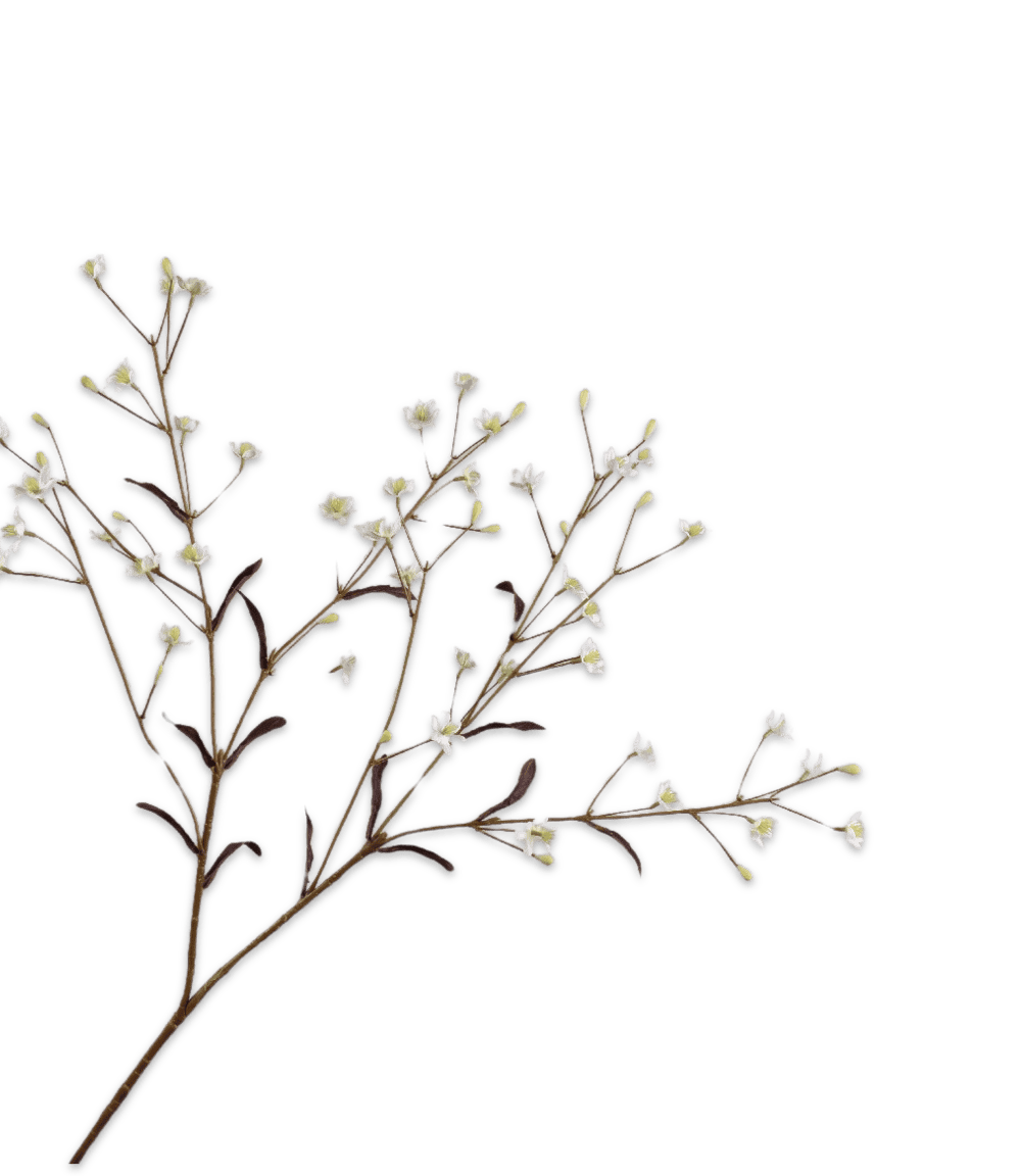 Thalictrum (ruit bloem) wit