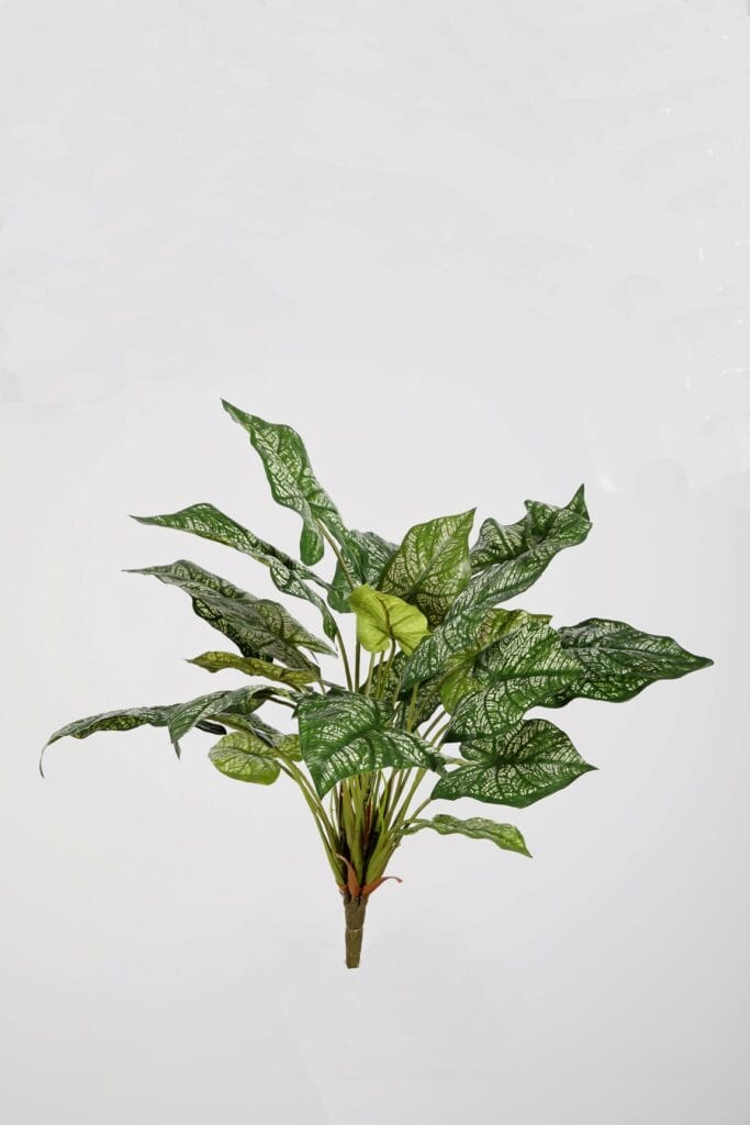 Caladium steker 45 cm