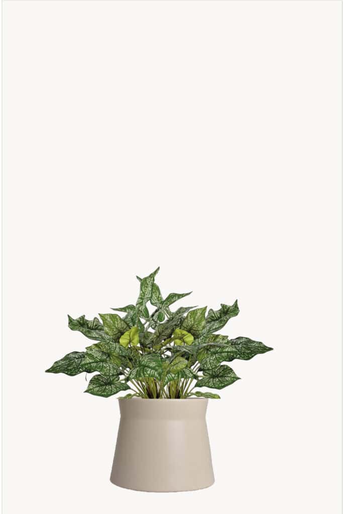 Caladium steker 45 cm