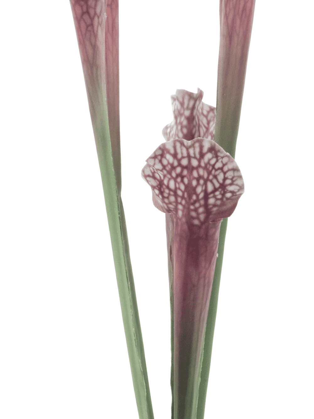 Vleesetende plant groen/roze 46cm