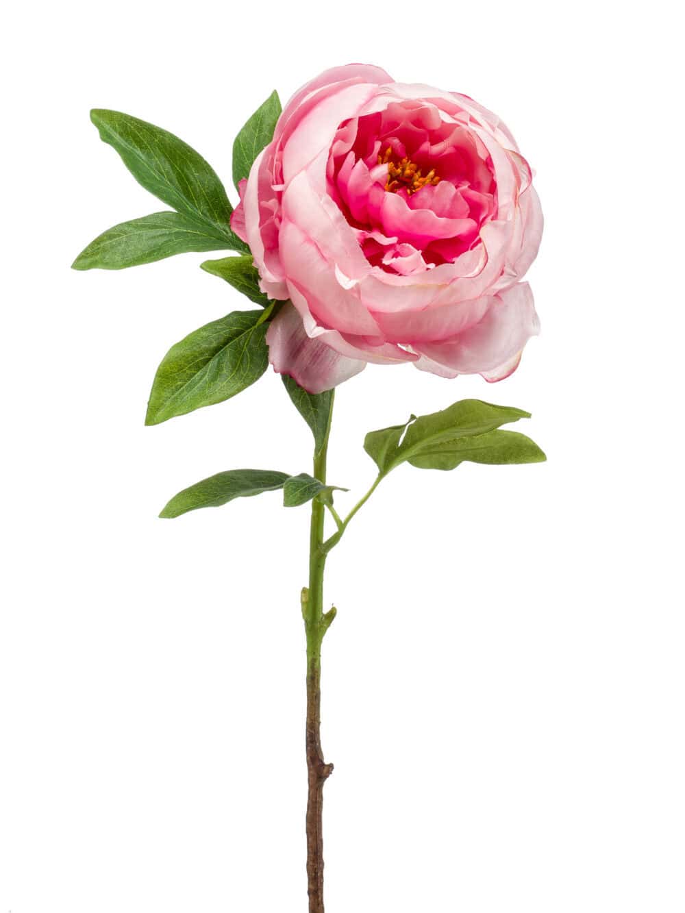 Pioenroos roze 60 cm