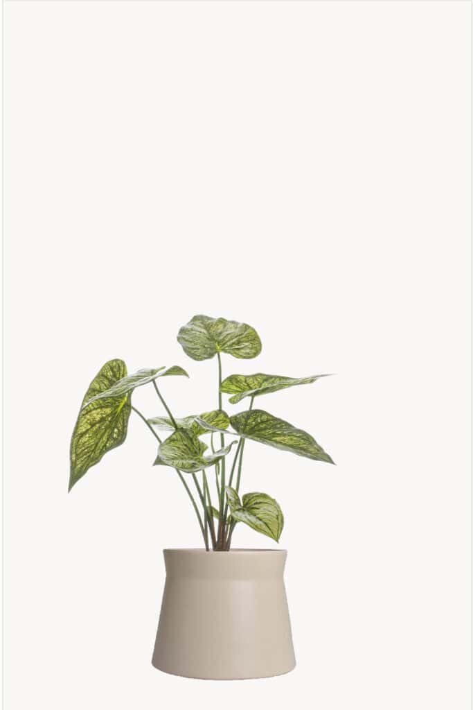 Caladium groen/geel 60 cm