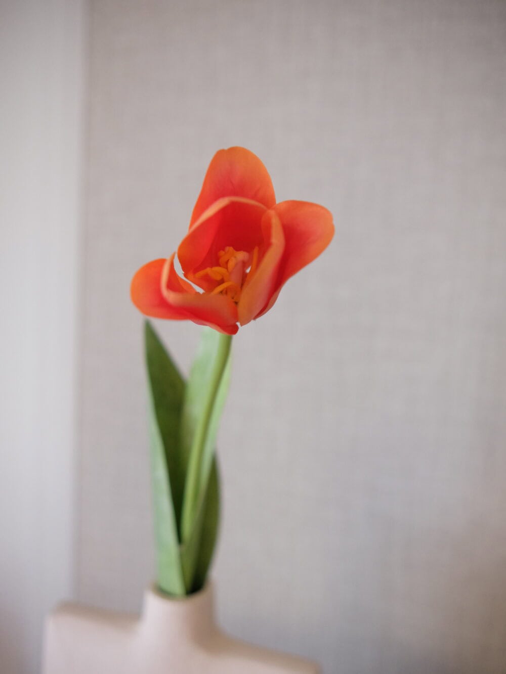 kunst tulp Silkka