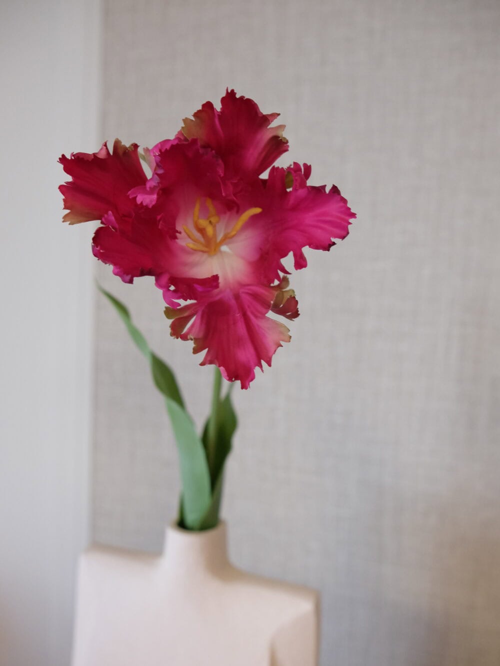 tulpen Silkka