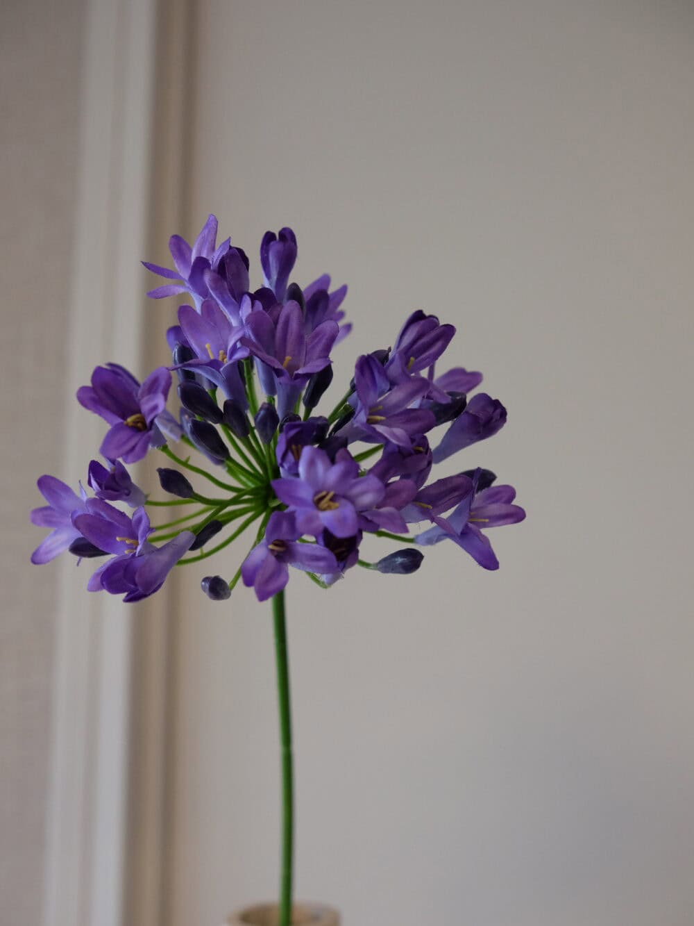 Agapanthus bloem