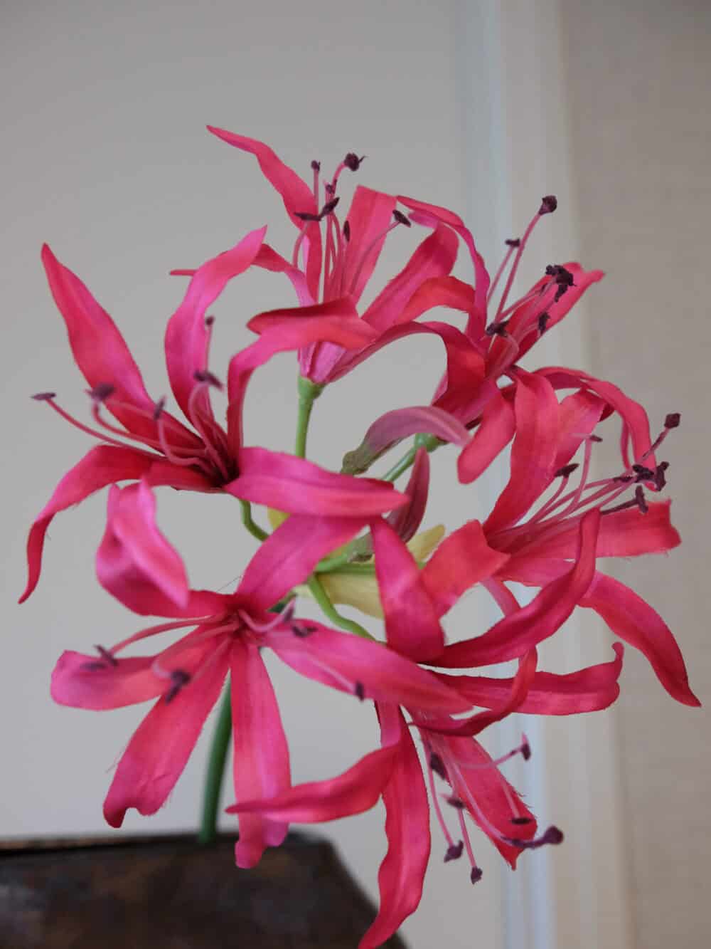 Nerine