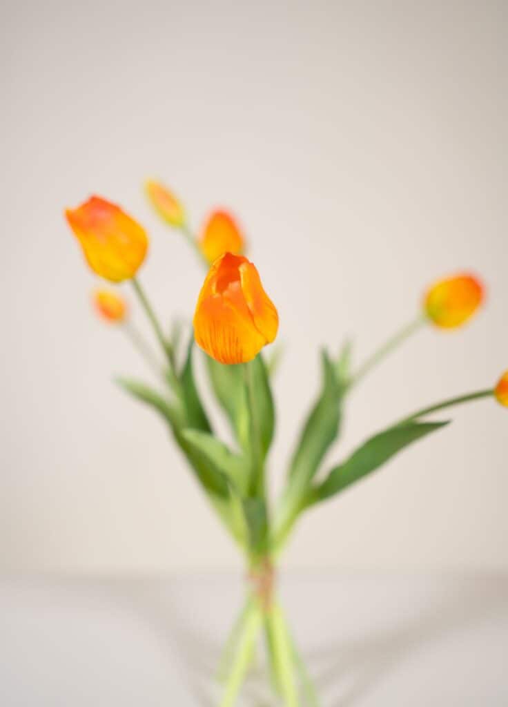tulpen bundel oranje
