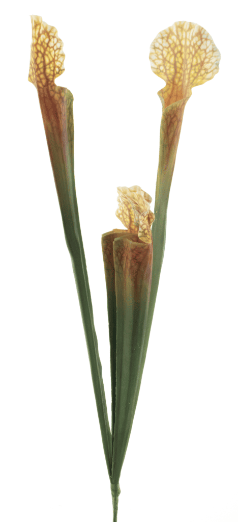Vleesetende plant groen/geel 46cm