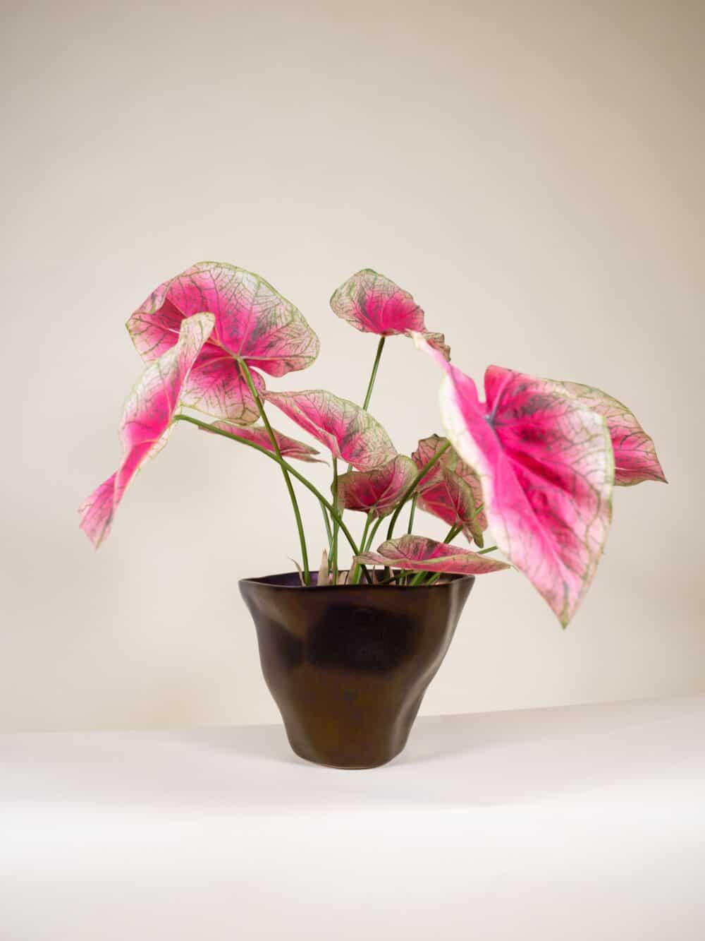 Ecri zwam olive gold