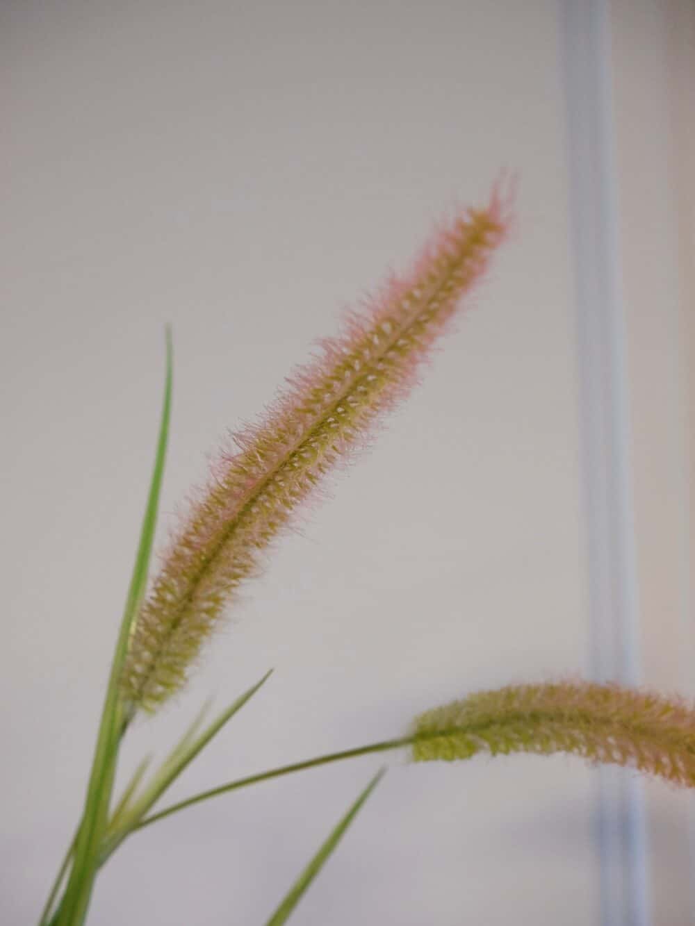 Kunstgras fox tail roze 85 cm