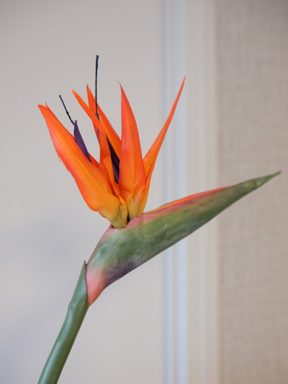 Paradijsvogel bloem Strelitzia