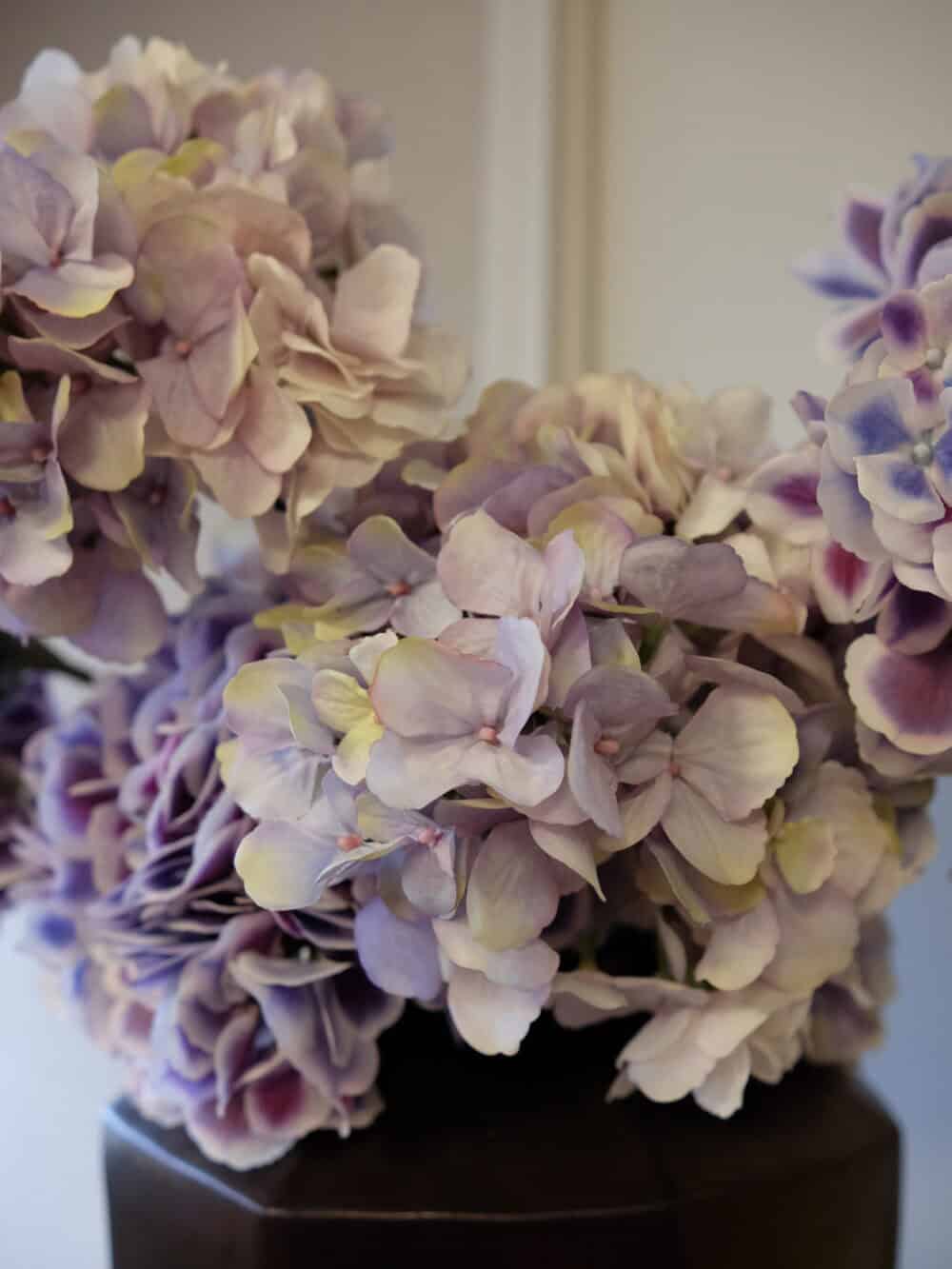 Hortensia paars