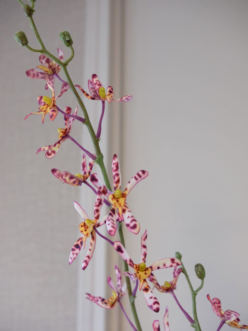 tijger orchidee