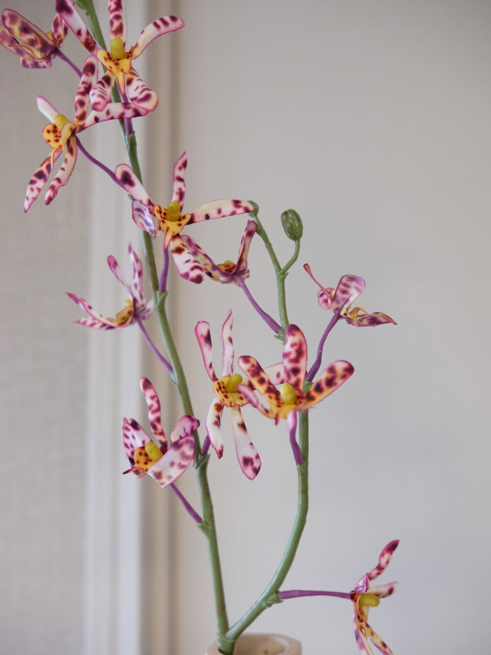 tijger orchidee
