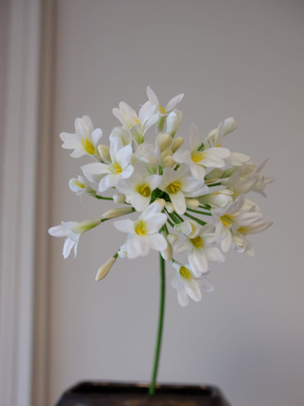 Agapanthus wit