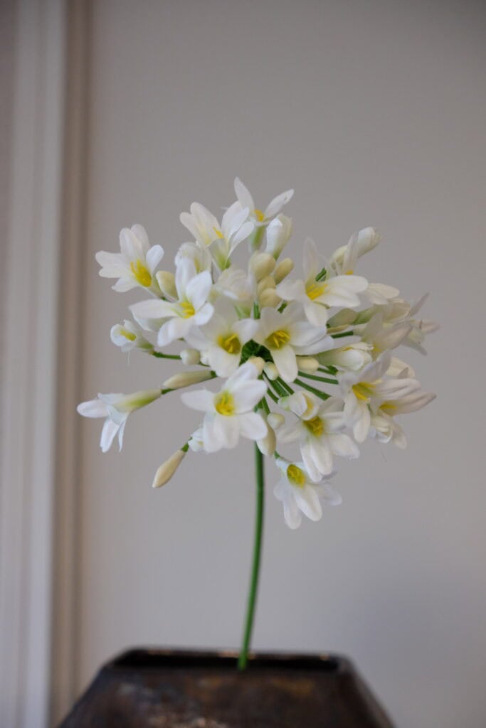 Agapanthus wit