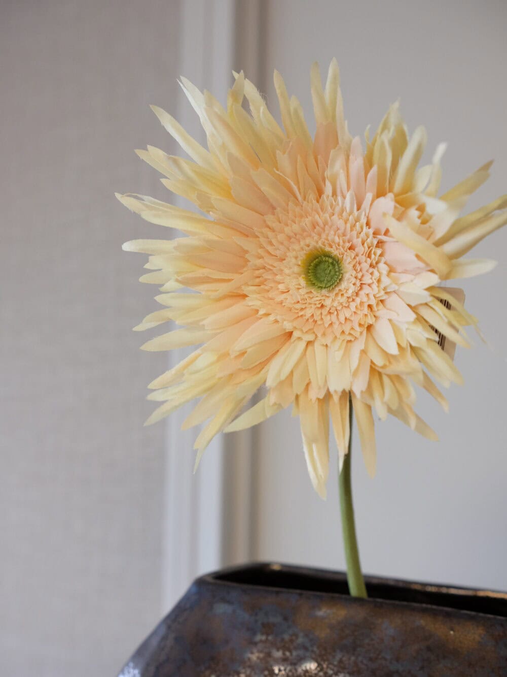 Spider Gerbera peach 60 cm