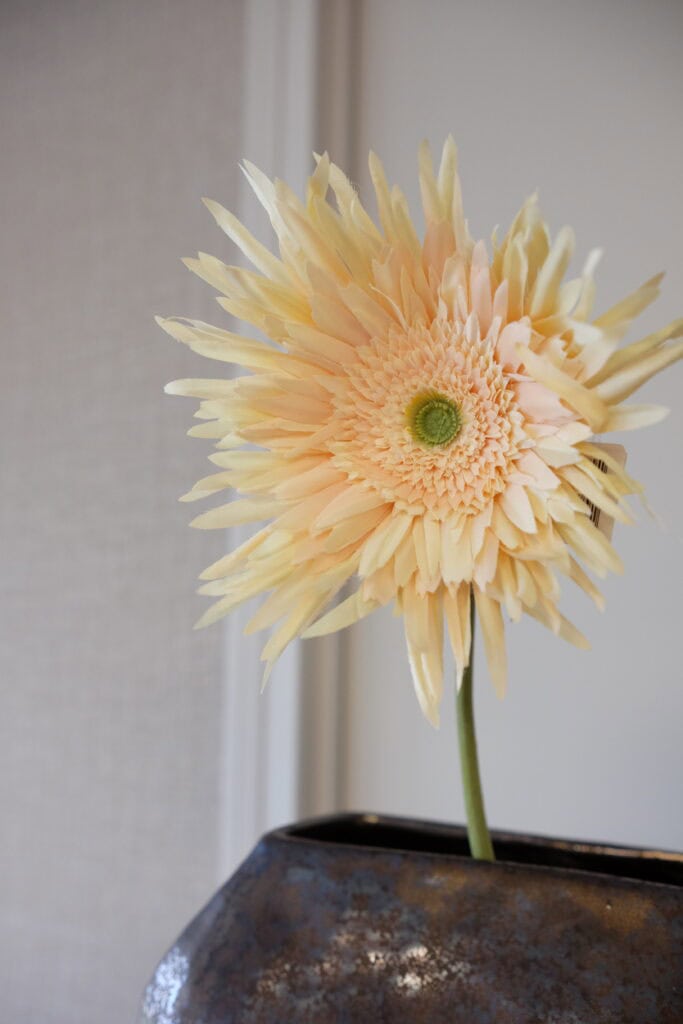 Spider Gerbera peach 60 cm