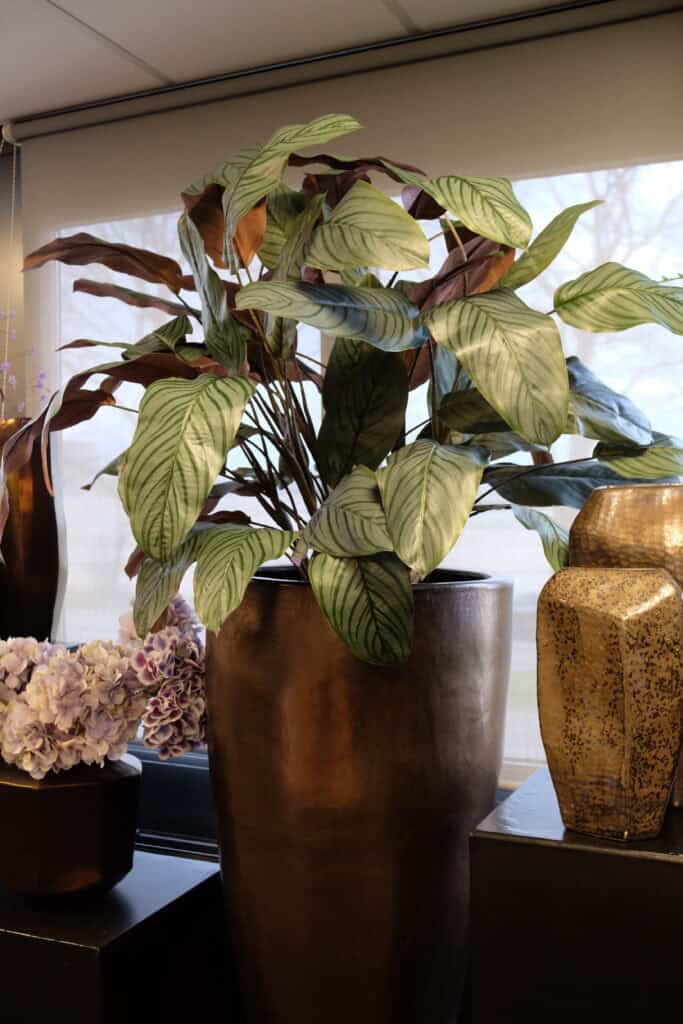 Calathea bush steker 115 cm