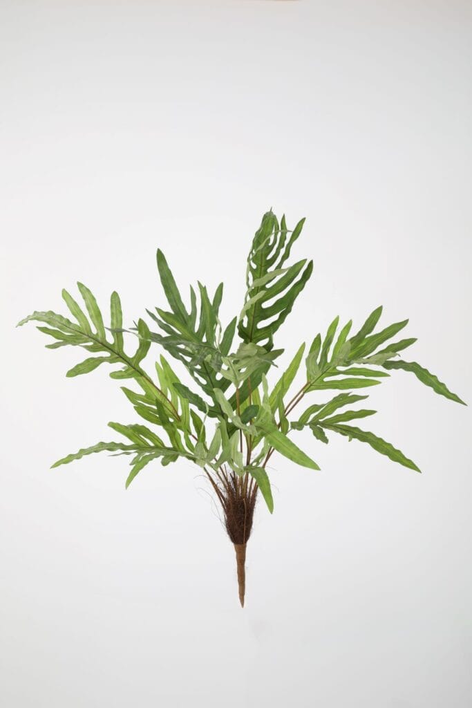 blauwvaren Phlebodium steker 85cm