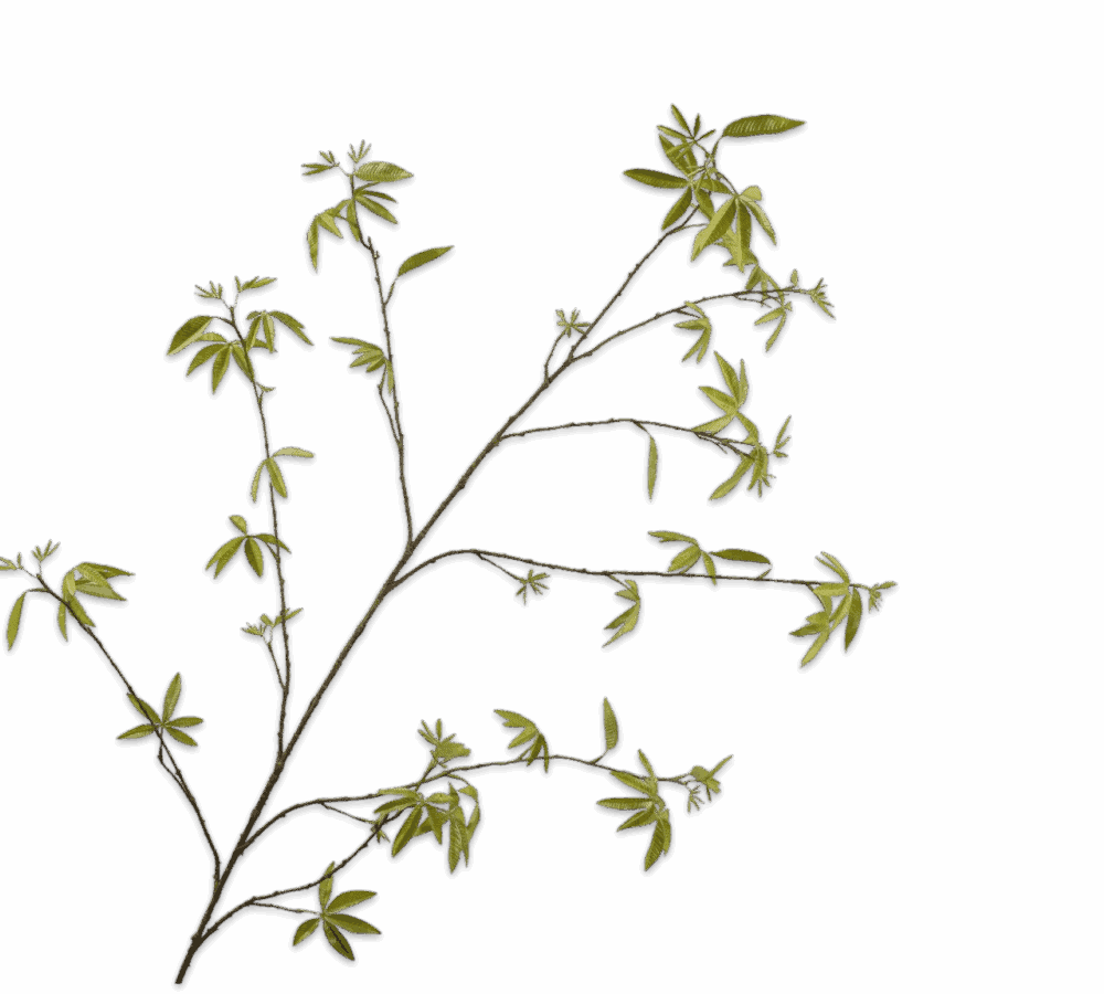 Silk-ka tak groen