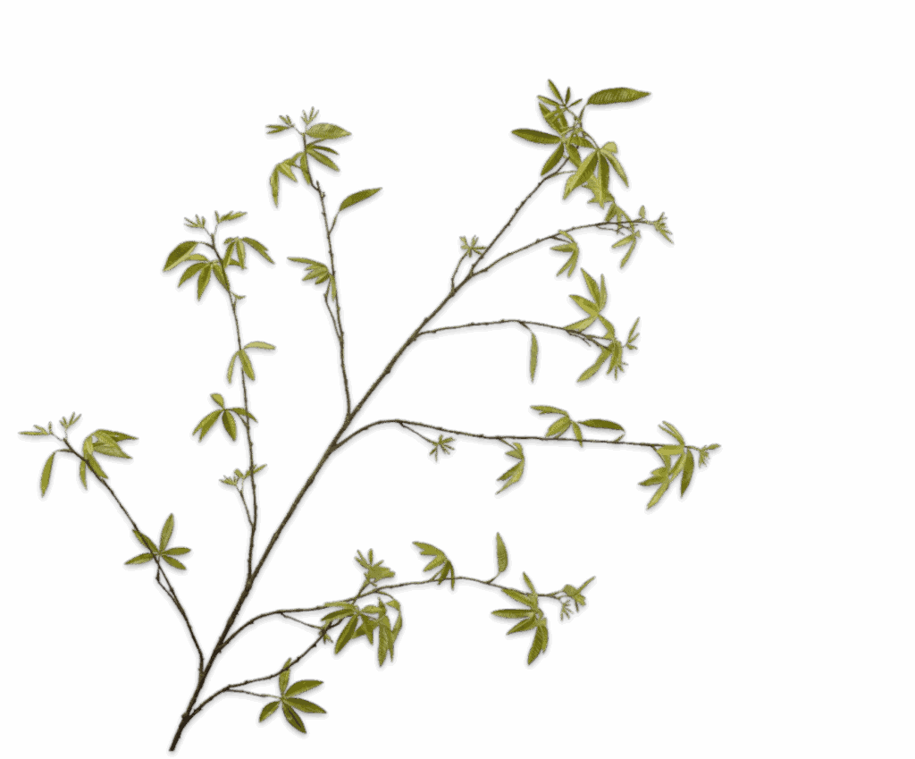 Silk-ka tak groen